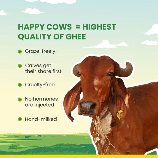 Buy desi cow ghee online from gir cow breed