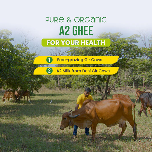 Pure & Organic A2 Cow ghee online